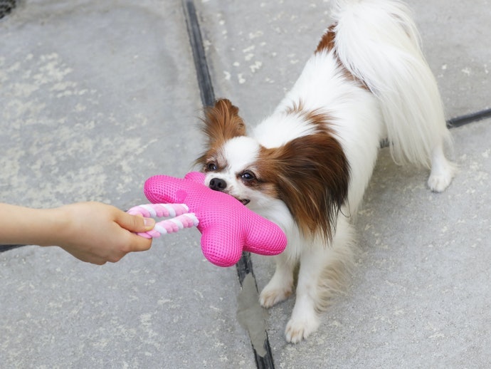 Rekomendasi Mainan yang Tepat untuk Anjing